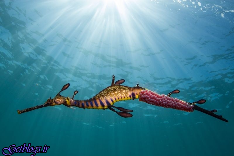 تصویر ، اژدهای دریایی در تصویر روز نشنال جئوگرافیک
